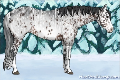Horse Color:Bay Chinchilla Sabino Splash Appaloosa  and Bay Chinchilla Sabino Splash 