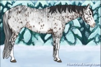 Horse Color:Brown Chinchilla Mushroom Sabino Splash Near Leopard  and Bay Chinchilla Mushroom Sabino Splash 