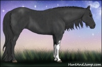 Horse Color:Black  and Smoky Black 
