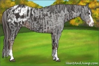 Horse Color:Liver Chestnut Sabino Splash Appaloosa and Liver Chestnut Sabino Splash Appaloosa
