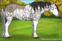 Horse Color:Grullo Sabino Splash and Smoky Grullo Sabino Splash