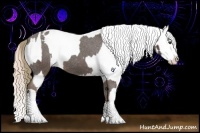 Horse Color:Liver Chestnut Sabino Splash Varnish  and Gold Champagne Sabino Splash Varnish 
