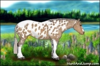 Horse Color:Silver Bay Dun Splash Tobiano Frame Appaloosa Rabicano 