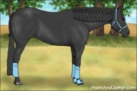 Horse Color:Smoky Black