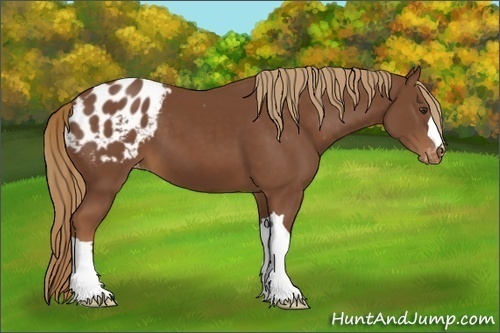 Horse Color:Chestnut Appaloosa