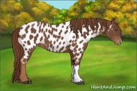 Horse Color:Chestnut Appaloosa 