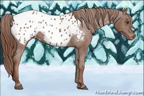 Horse Color:Chestnut Appaloosa 