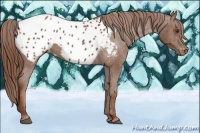 Horse Color:Chestnut Appaloosa 