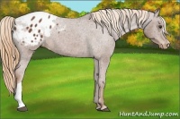 Horse Color:Chestnut Appaloosa 