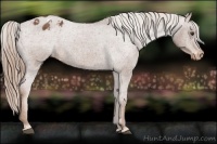 Horse Color:Red Roan Varnish