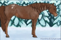 Horse Color:Chestnut Appaloosa 