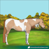 Horse Color:Red Dun Tobiano 