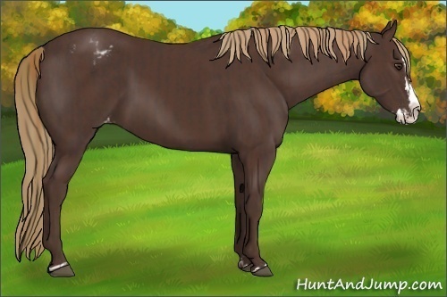 Horse Color:Liver Chestnut Sabino Splash Varnish and Liver Chestnut Sabino Splash