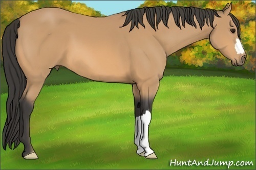 Horse Color:Buckskin 