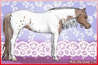 Horse Color:Chestnut Tobiano Near Leopard