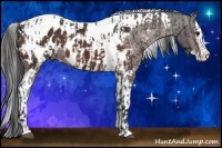 Horse Color:Bay Sabino Splash Appaloosa and Bay Sabino Splash Tobiano Appaloosa