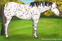 Horse Color:Bay Near Leopard 