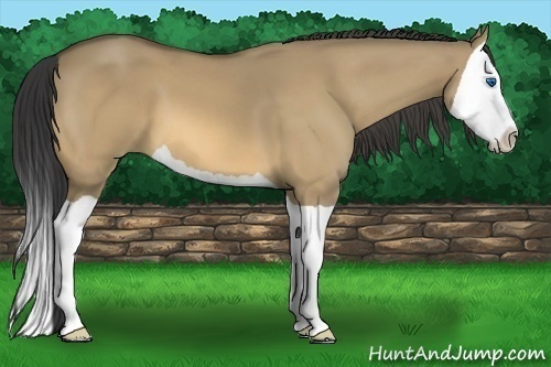 Horse Color:Buckskin Dun Splash 