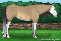 Horse Color:Buckskin Dun Splash 