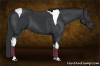 Horse Color:Black Tobiano 