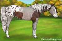 Horse Color:Brown Sabino Splash Appaloosa and Silver Brown Sabino Splash Appaloosa