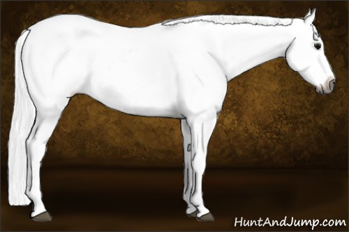 Horse Color:Gray Black Appaloosa