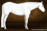 Horse Color:Gray Black Appaloosa