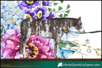 Horse Color:White Spotted Liver Chestnut Sabino Splash and Liver Chestnut Sabino Splash Frame Varnish