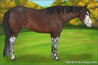 Horse Color:Bay Sabino Splash Appaloosa  and Bay Sabino Splash Appaloosa 