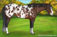 Horse Color:Bay Sabino Splash Appaloosa and Bay Sabino Splash Appaloosa