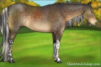 Horse Color:Liver Chestnut and Buckskin
