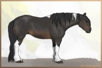 Horse Color:Buckskin Tobiano 
