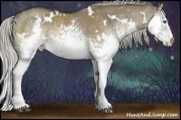Horse Color:White Spotted Silver Grullo Splash Rabicano