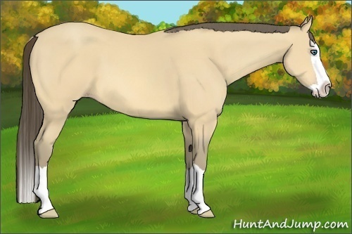 Horse Color:Amber Cream Champagne Splash