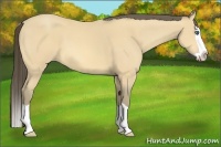 Horse Color:Amber Cream Champagne Splash