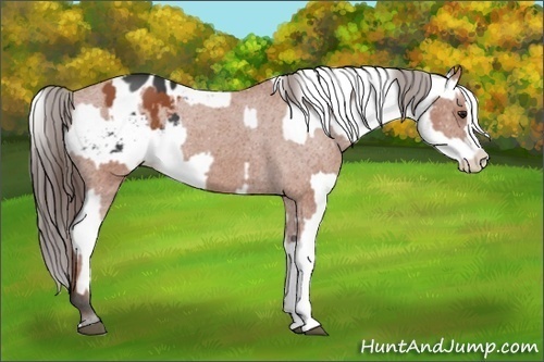 Horse Color:Bay Sabino Splash Appaloosa and Brown Sabino Splash Appaloosa