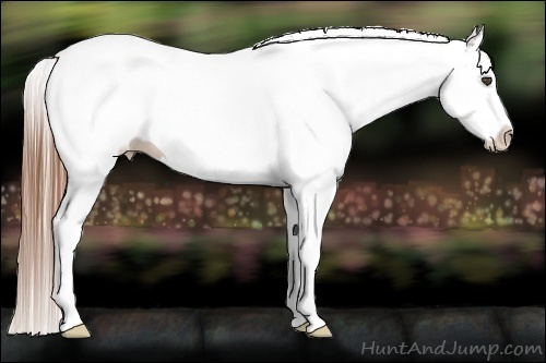 Horse Color:White Spotted Chestnut Splash