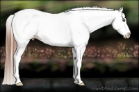 Horse Color:White Spotted Chestnut Splash 