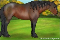 Horse Color:Brown Sabino 