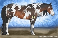 Horse Color:White Spotted Brown Sabino