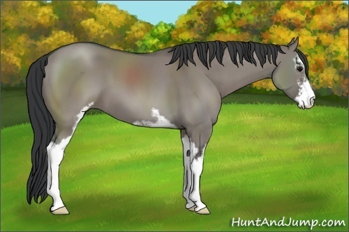 Horse Color:Grullo Sabino 