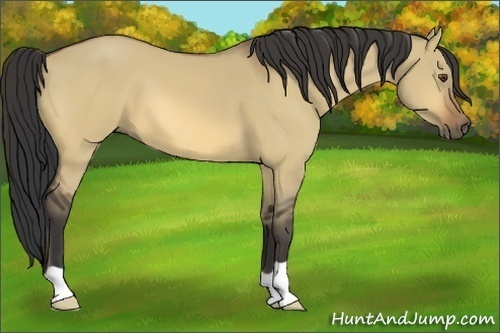 Horse Color:Buckskin Dun 