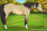 Horse Color:Buckskin Dun