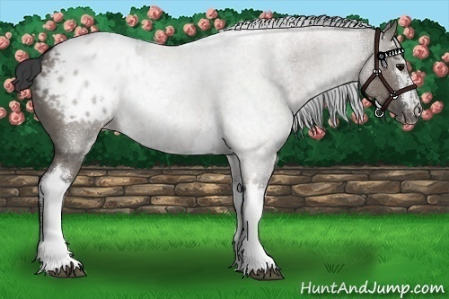 Horse Color:White Spotted Grullo Sabino Blanket 