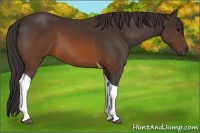 Horse Color:Buckskin Tobiano 