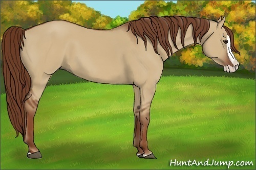 Horse Color:Red Dun Splash 