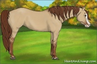 Horse Color:Red Dun Splash