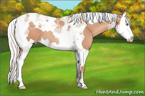 Horse Color:Silver Amber Champagne Splash Tobiano 