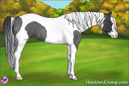 Horse Color:Blue Roan Splash Tobiano Frame 