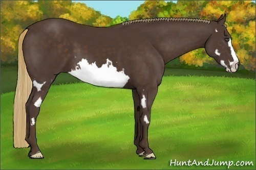 Horse Color:Liver Chestnut Splash Frame 